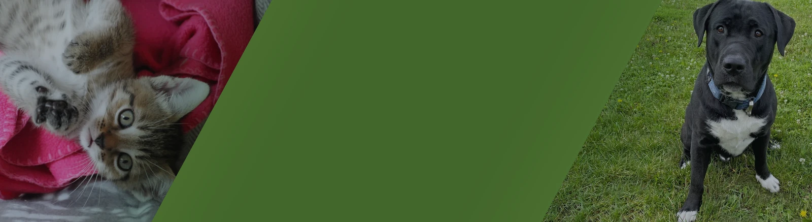 Sonnenhof banner with a cat and a dog